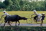 Circuit Envies buissonnières