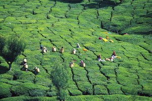 Circuit individuel - Inde - Un Sud épicé