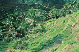 Circuit individuel - Indonésie -Bali - Indonésie buissonnière