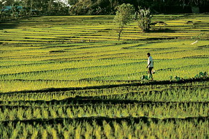 Circuit organisé en groupe - Indonésie -Bali - Indonésie essentielle