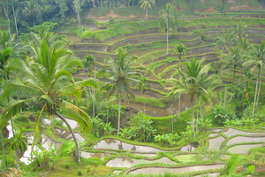 Circuit organisé en groupe - Indonésie -Bali - La Palette indonésienne