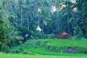 Circuit organisé en groupe - Indonésie -Bali - La Palette indonésienne