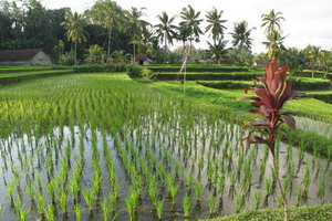 Circuit individuel - Indonésie -Bali - Umabian expérience