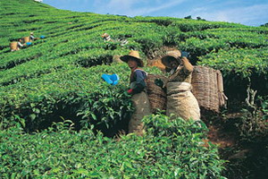 Circuit organisé en groupe - Singapour -Malaisie - La Péninsule étincelante