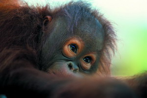 Circuit organisé en groupe -  Promotions - Malaisie - Secrets de Bornéo