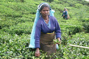 Circuit organisé en groupe -  Promotions - Sri Lanka - Ceylan Bonheur