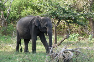 Circuit organisé en groupe -  Promotions - Sri Lanka - Ceylan Bonheur